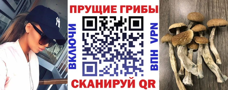 ОМГ ОМГ онион  Тула  Псилоцибиновые грибы прущие грибы 